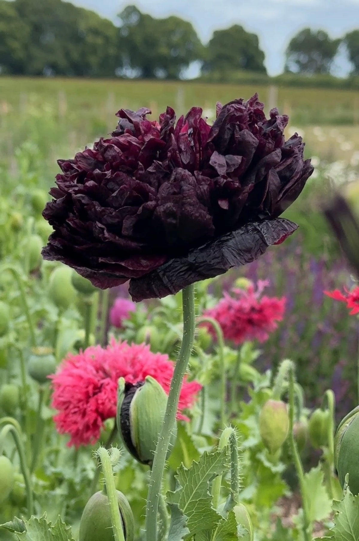 Poppy Black Peony