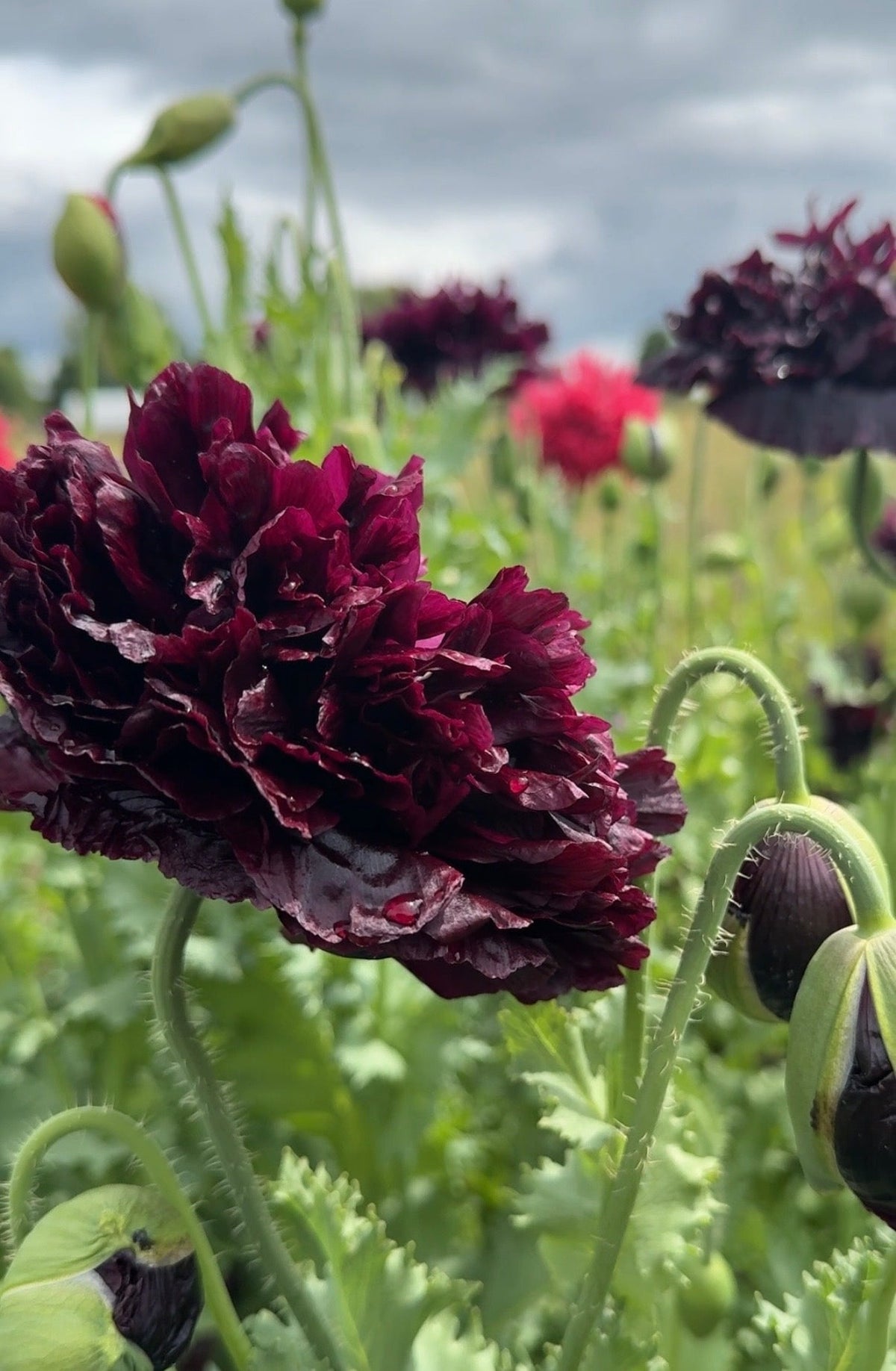Poppy Black Peony