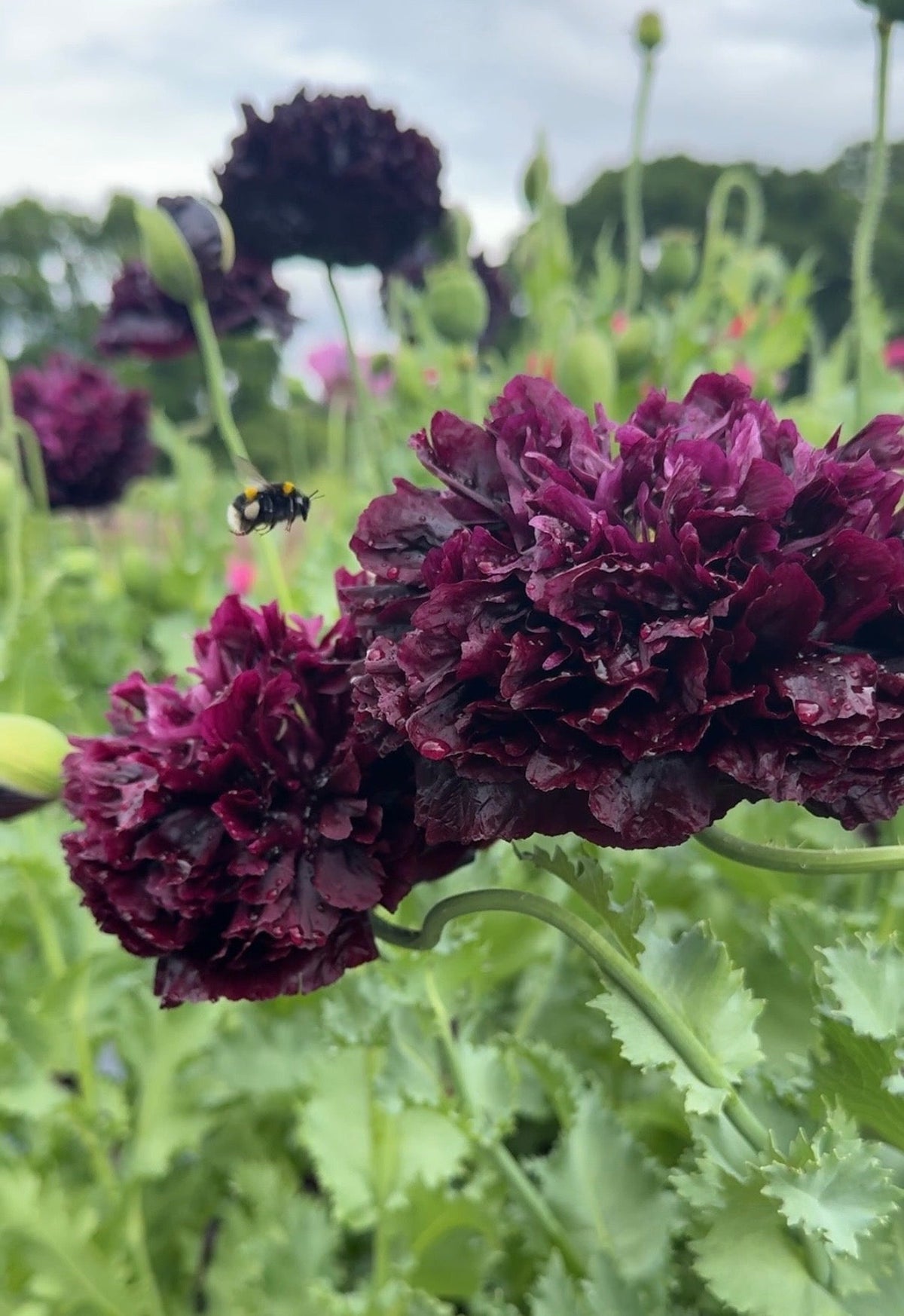 Poppy Black Peony