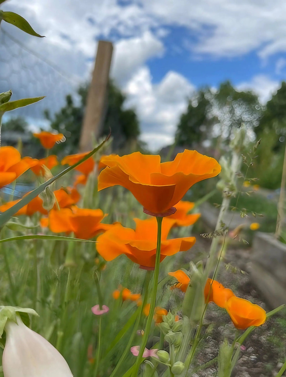 Poppy Californian Golden West