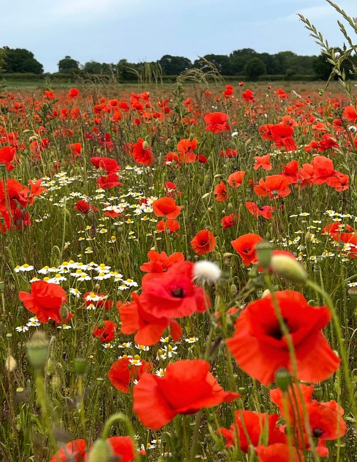 Poppy Flanders Red