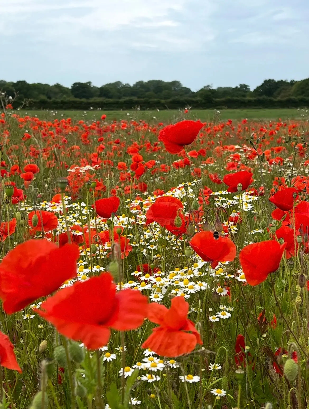 Poppy Flanders Red