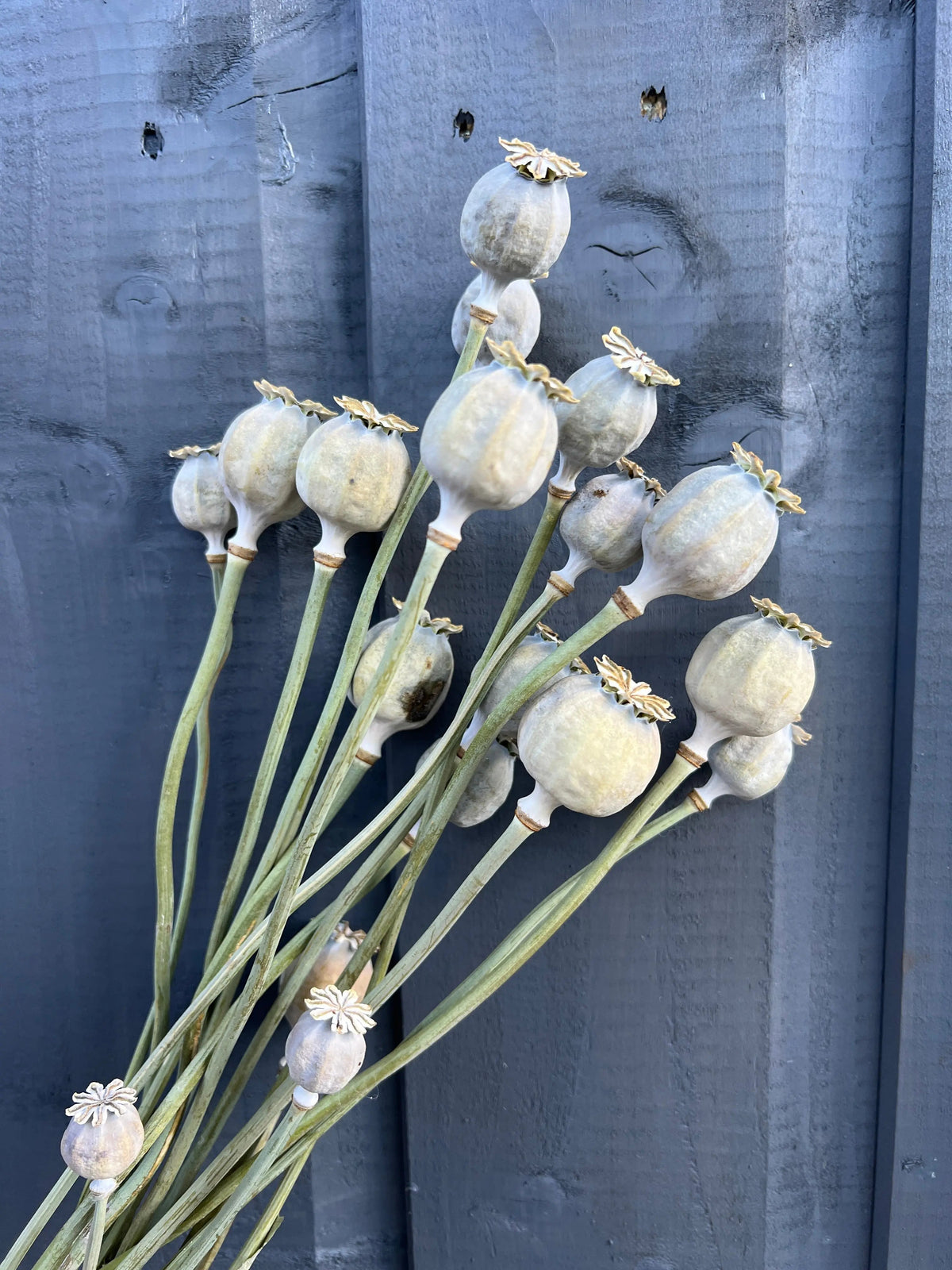 Poppy Heads Dried (Mixed Sized Heads)