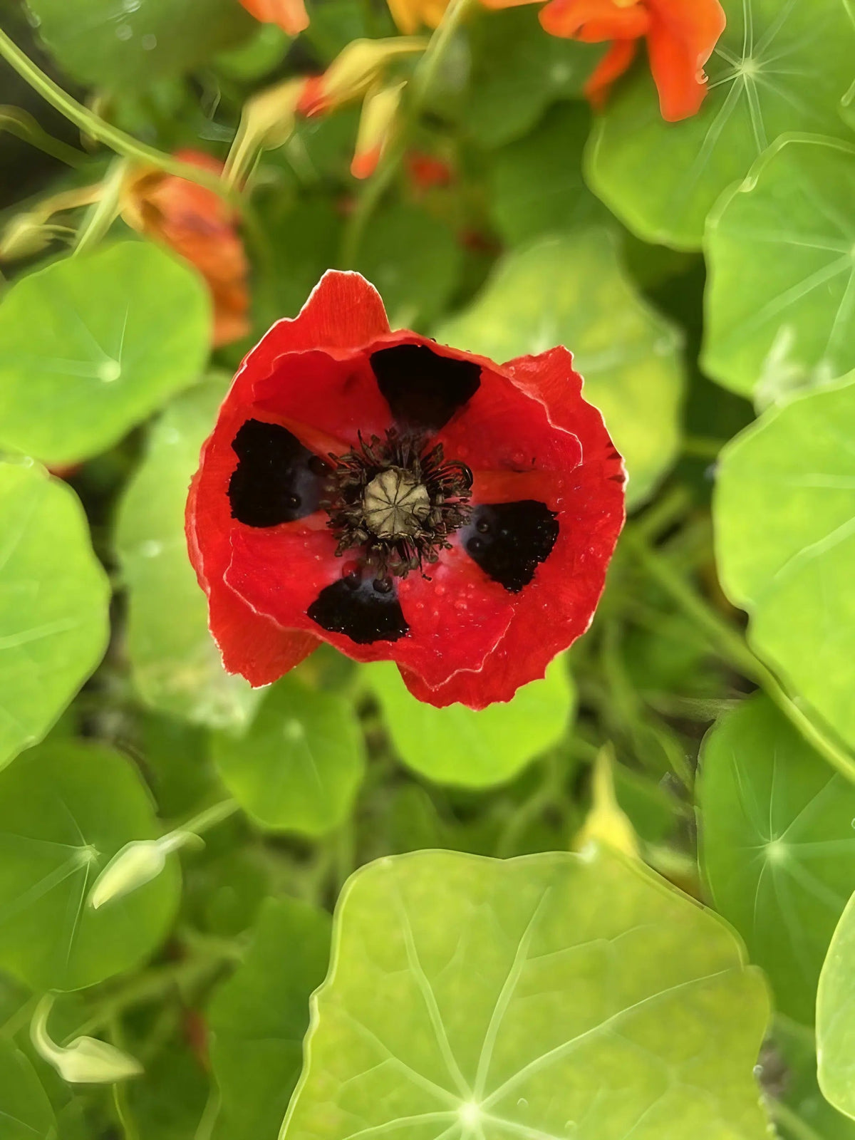 Poppy Ladybird