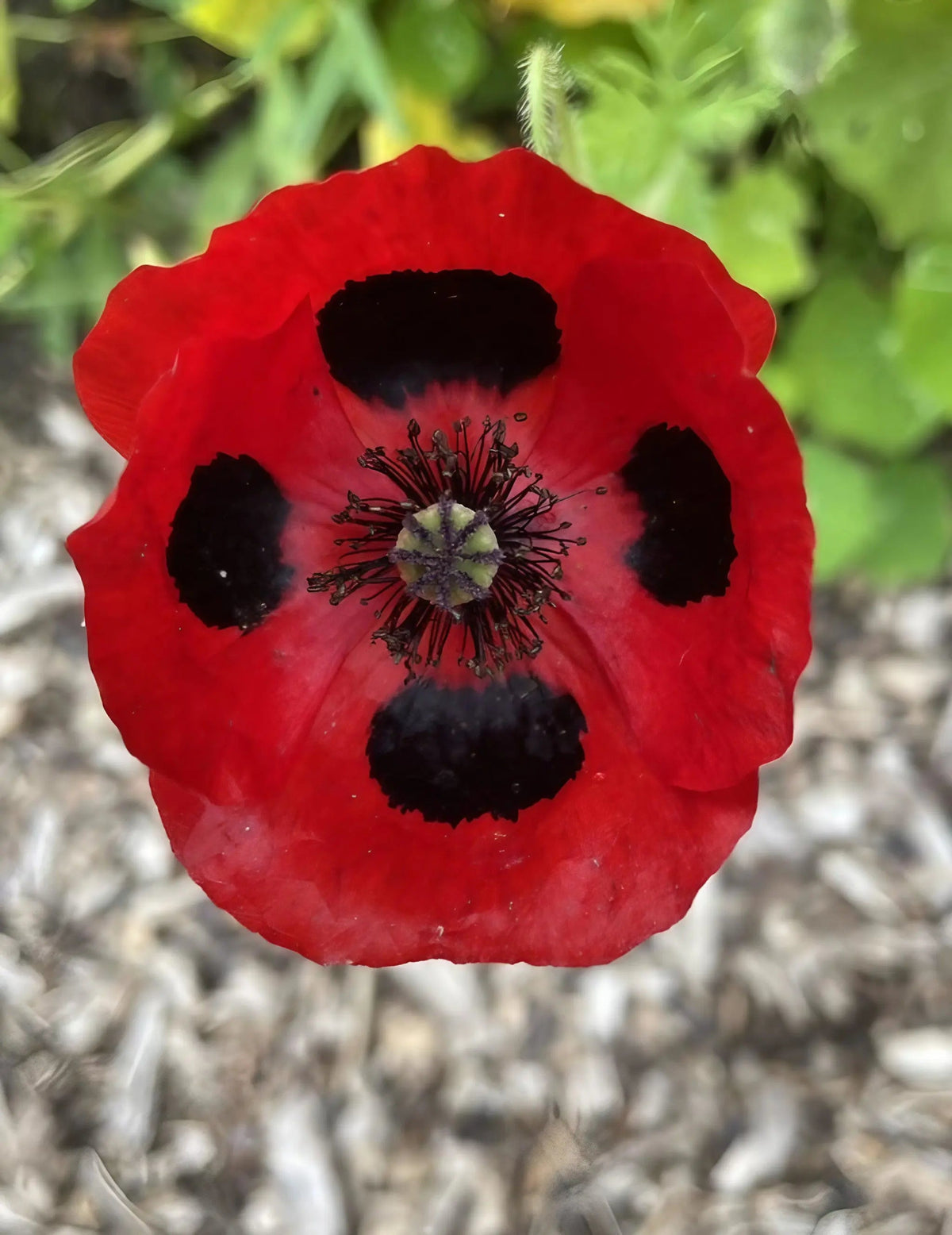 Poppy Ladybird