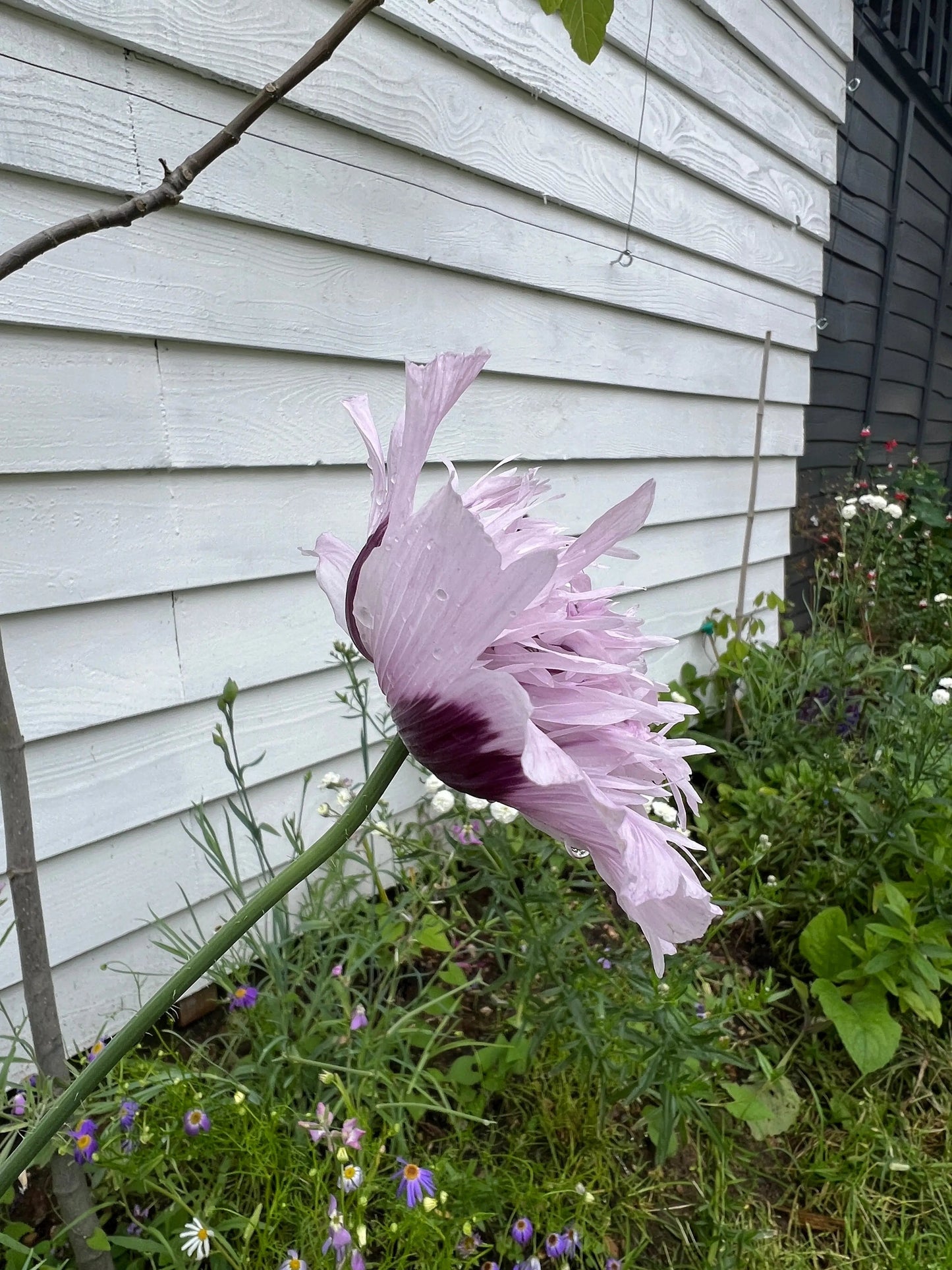 Poppy Lilac PomPom