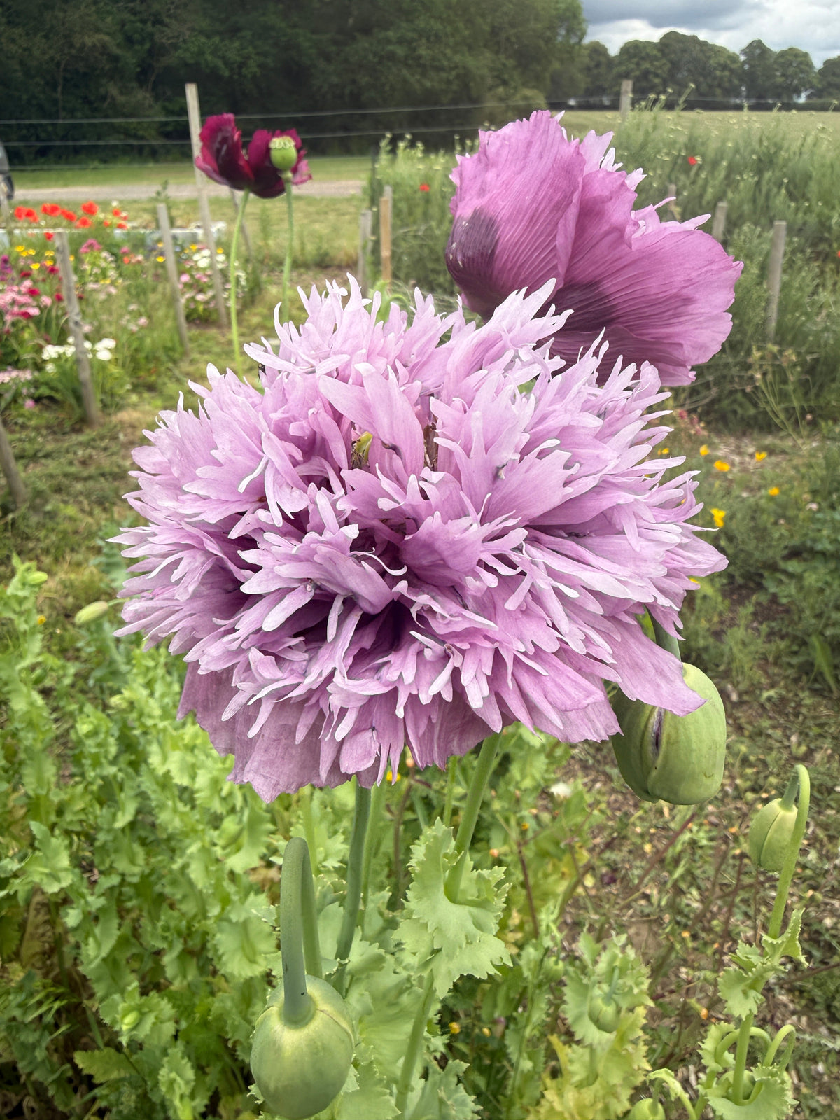 Poppy Lilac PomPom