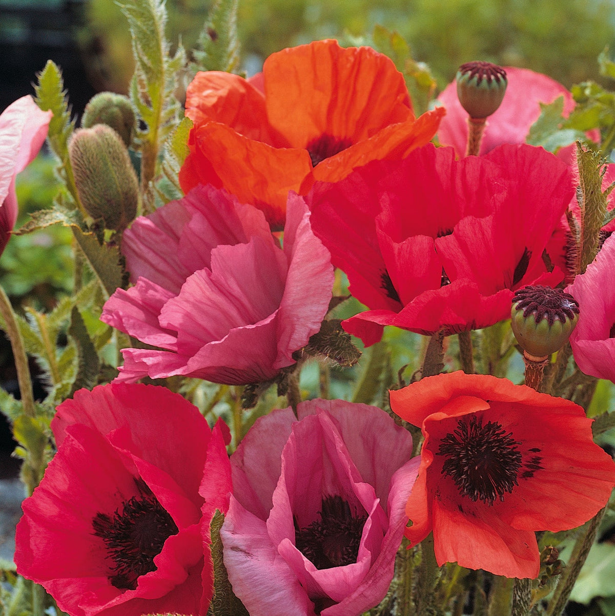 Poppy Oriental Fruit Punch