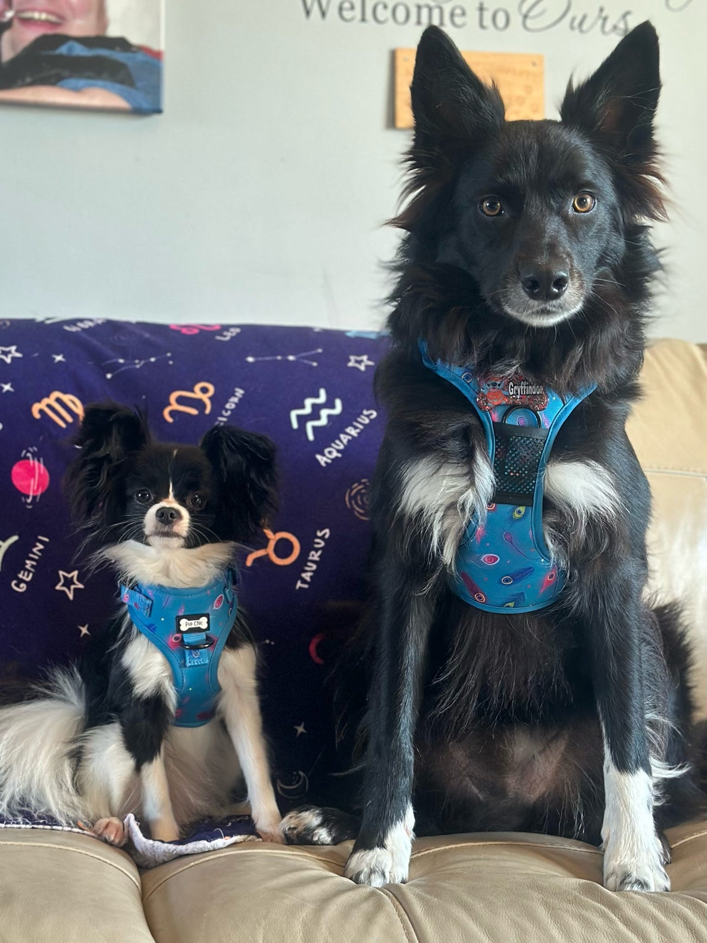 Power Peacock Step-In Adjustable Harness – Easy, Comfy & Made for Stylish Small Dogs!