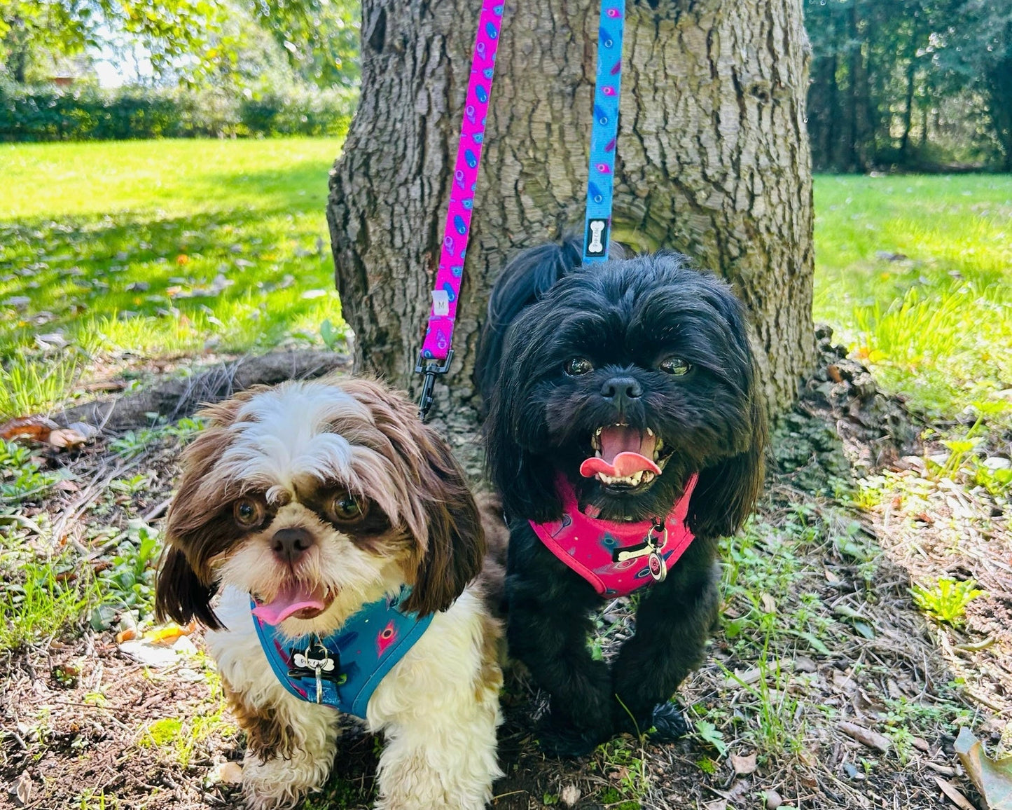 Power Peacock Step-In Adjustable Harness – Easy, Comfy & Made for Stylish Small Dogs!