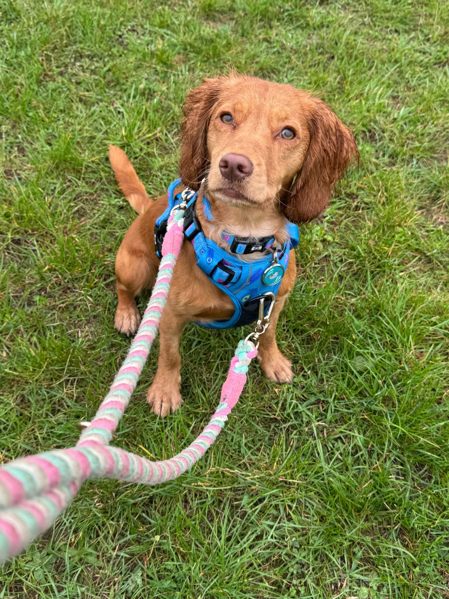 Power Peacock Tactical Dog Harness – No Pull & Fully Adjustable