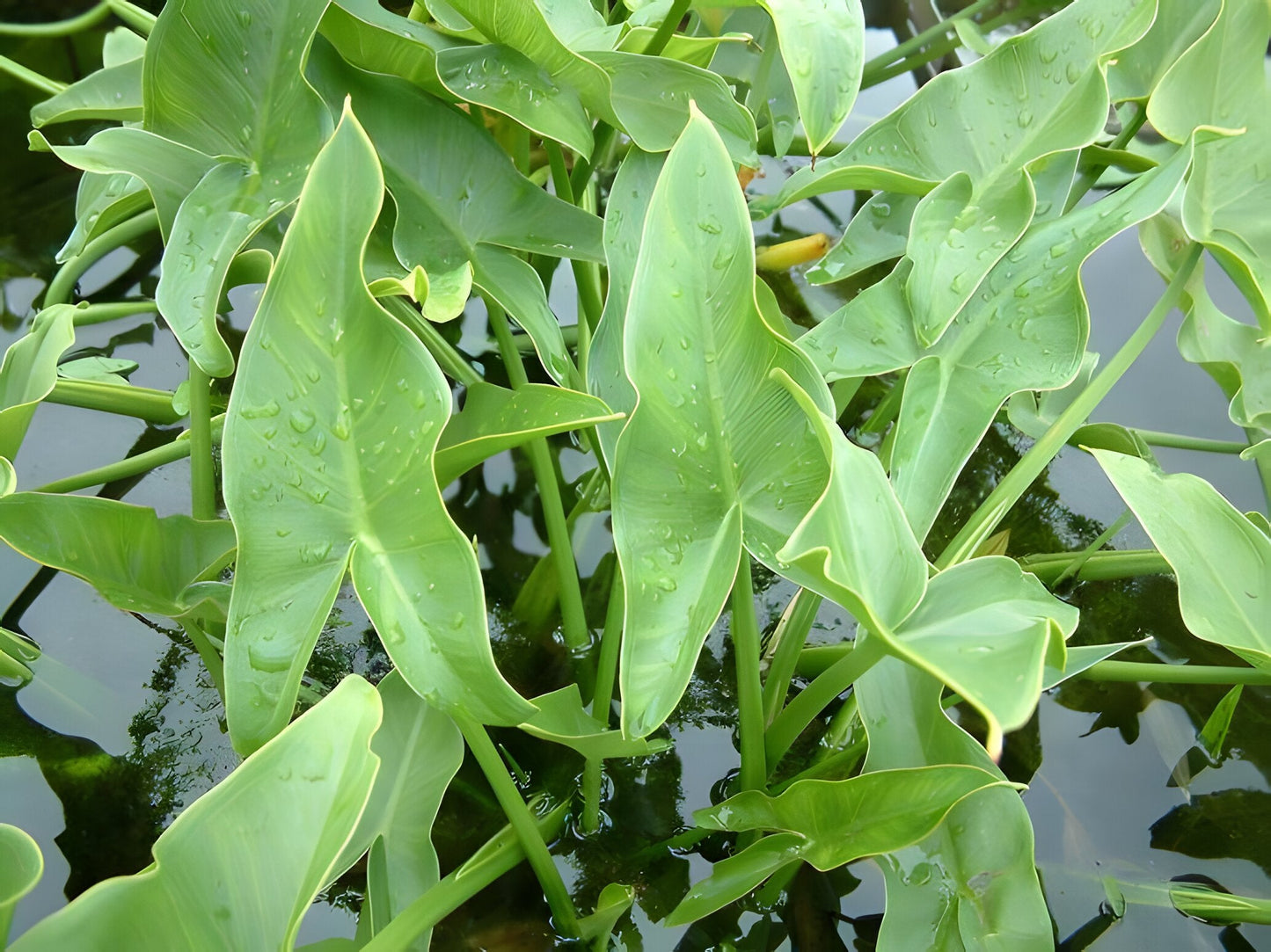 Peltandra undulata
