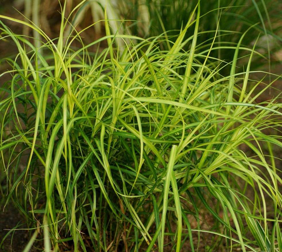 Carex muskingumensis (Musk sedge) - Marginal Pond Plants - MP023