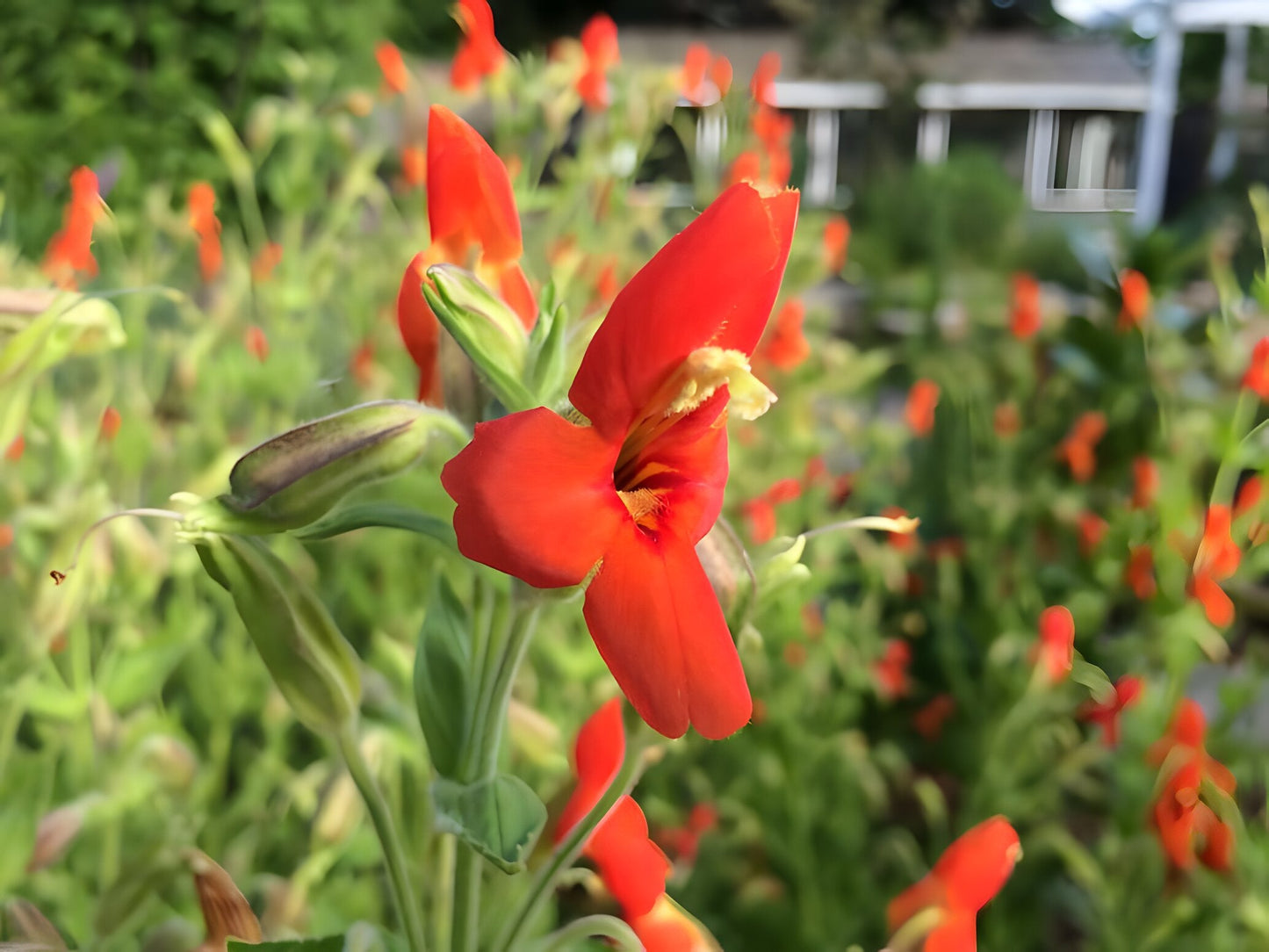 Mimulus cardinalis