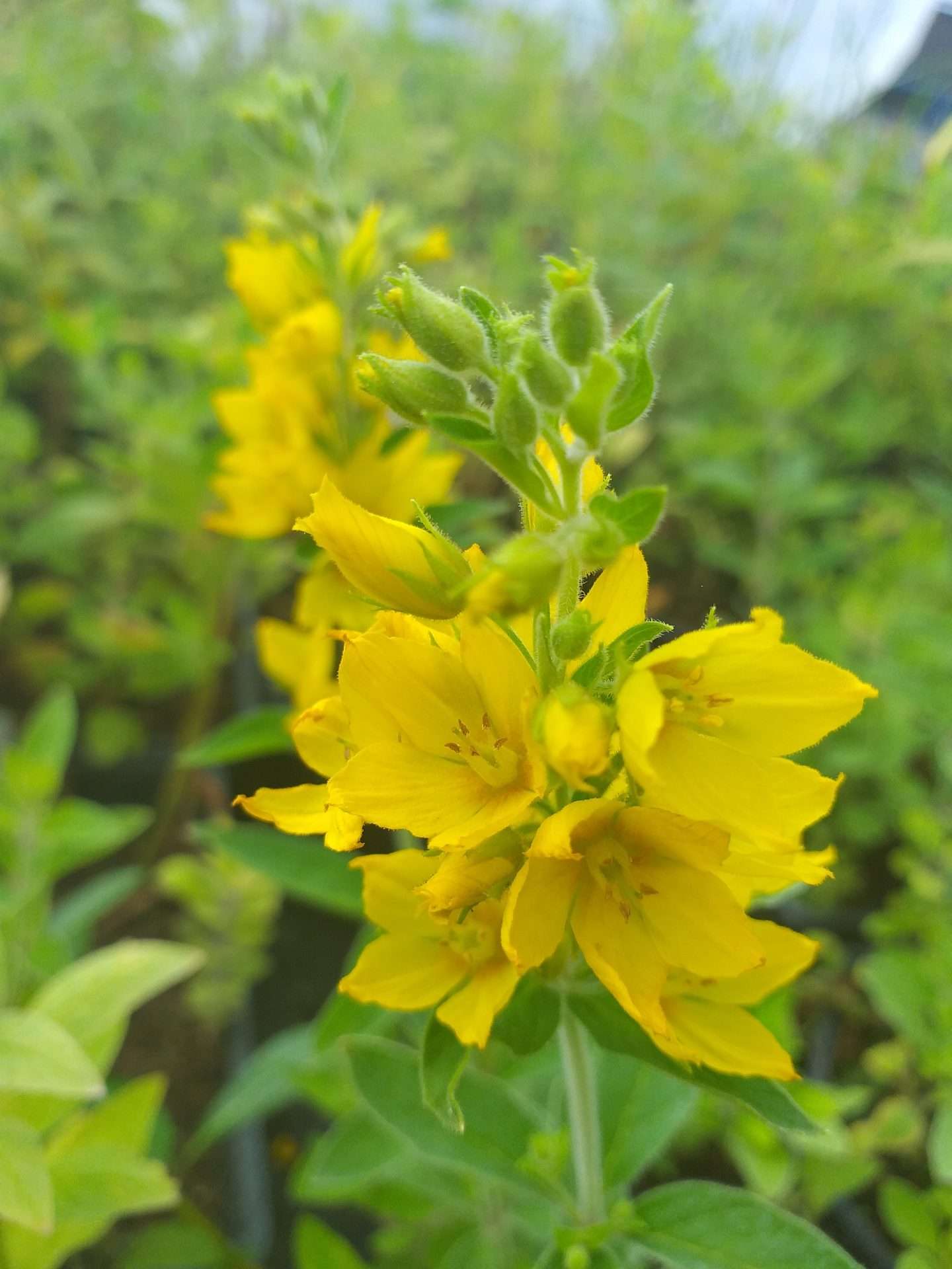 Lysimachia punctata Alexander - Marginal Pond Plants - BP076A