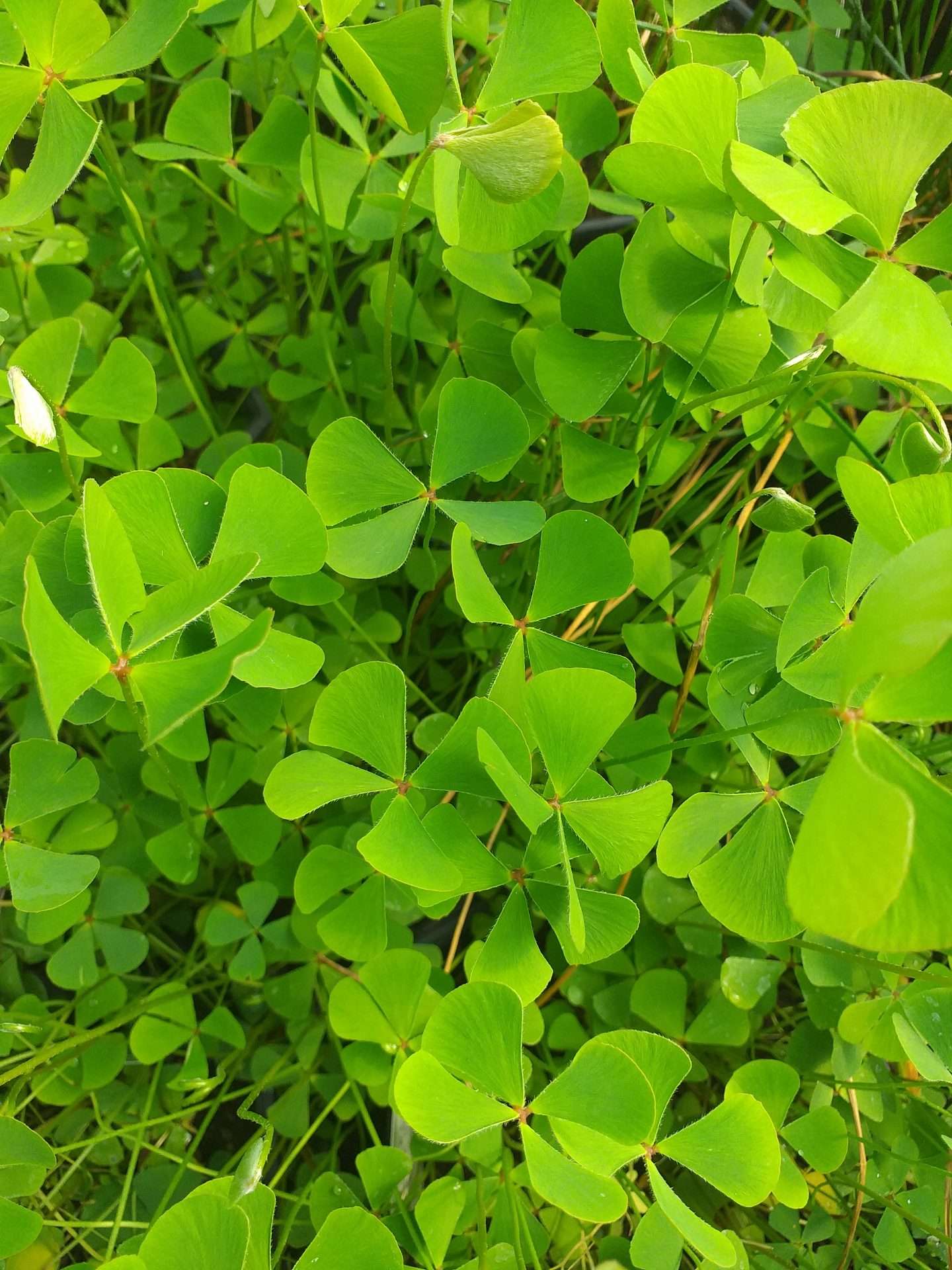 Marsilea quadrifolia (Water shamrock or Upright water clover) - Marginal Pond Plants  - Pond Plants - Water Plants - OX014