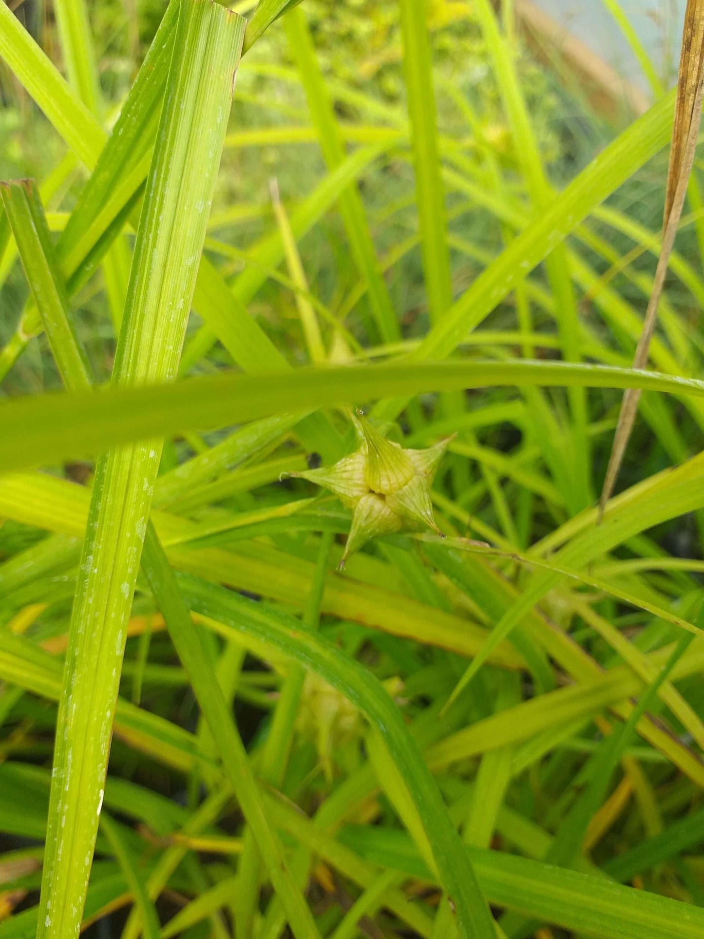 Carex grayi (Mace sedge) - Marginal Pond Plants - MP022