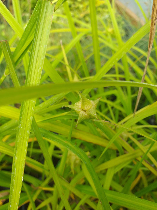 Carex grayi (Mace sedge) - Marginal Pond Plants - MP022