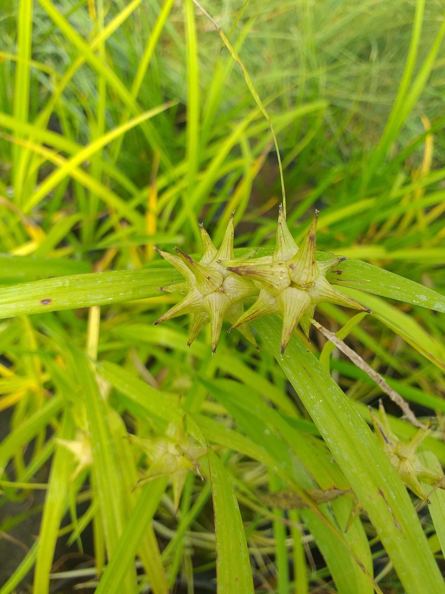 Carex grayi (Mace sedge) - Marginal Pond Plants - MP022