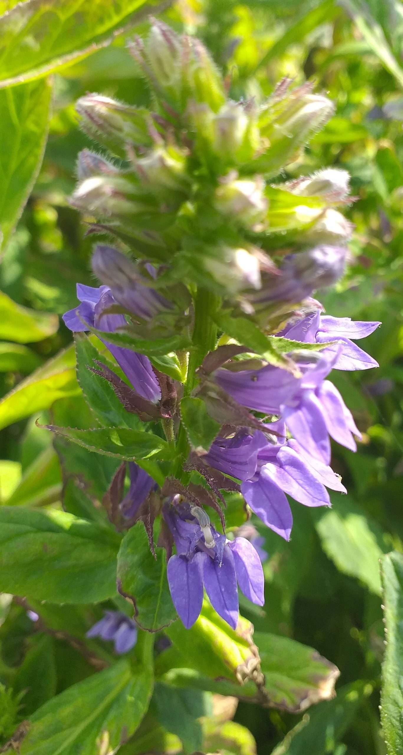 Lobelia siphilitica (Blue lobelia) - Marginal Pond Plants - MBP072