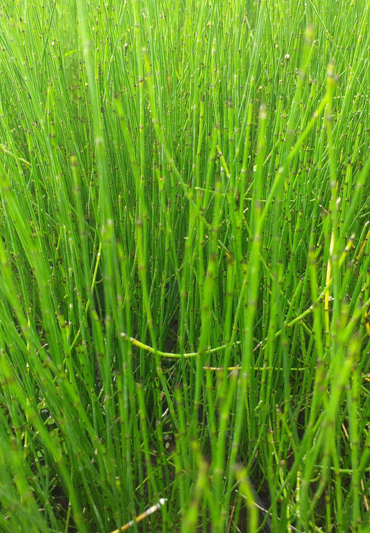 Equisetum scirpoides (Bushy horsetail) - Marginal Pond Plants - MP037