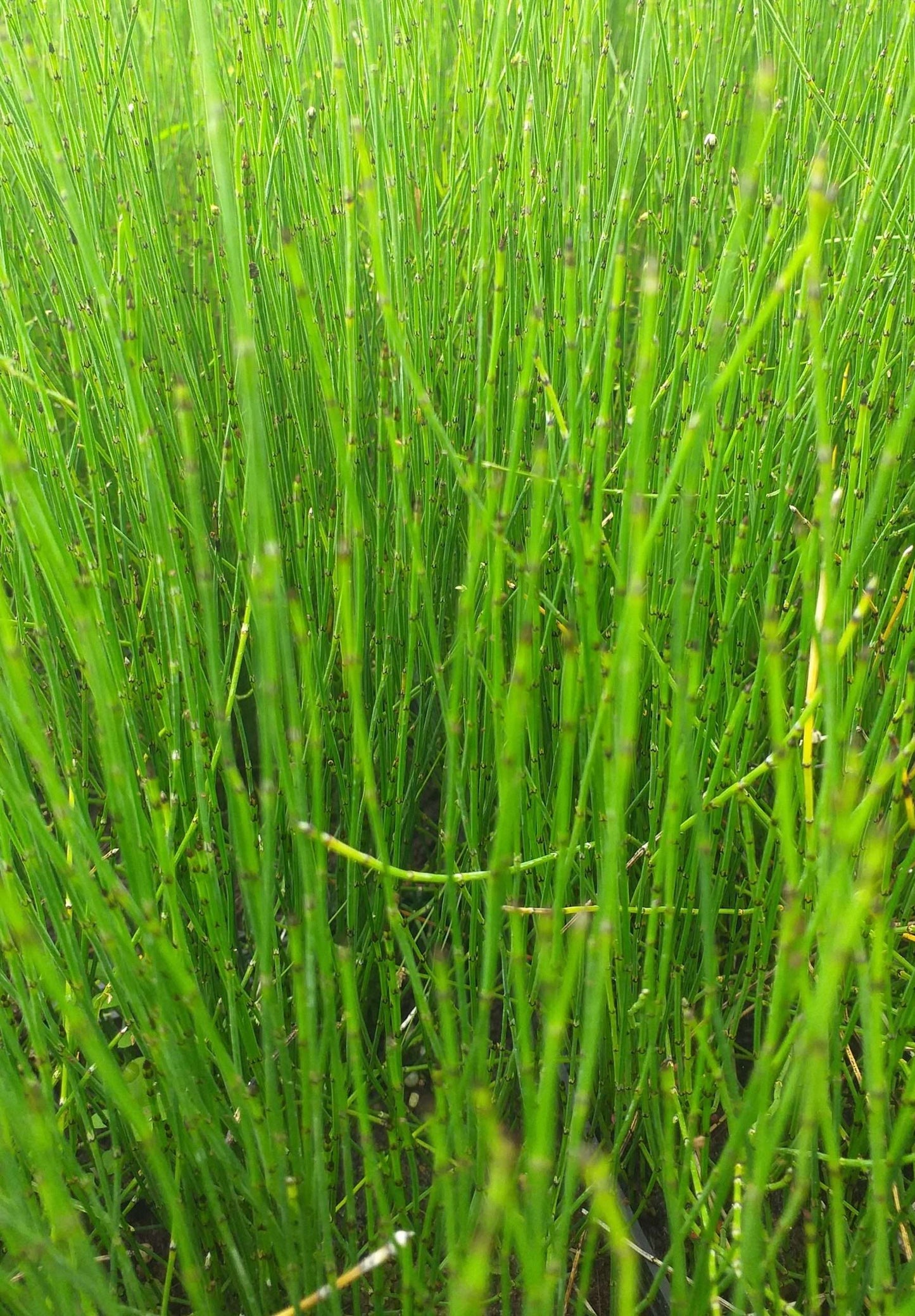 Equisetum scirpoides (Bushy horsetail) - MP037 Packs