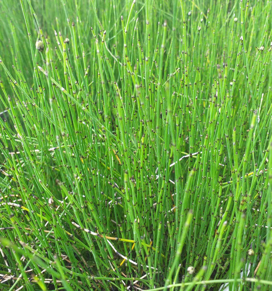 Equisetum scirpoides (Bushy horsetail) - Marginal Pond Plants - MP037