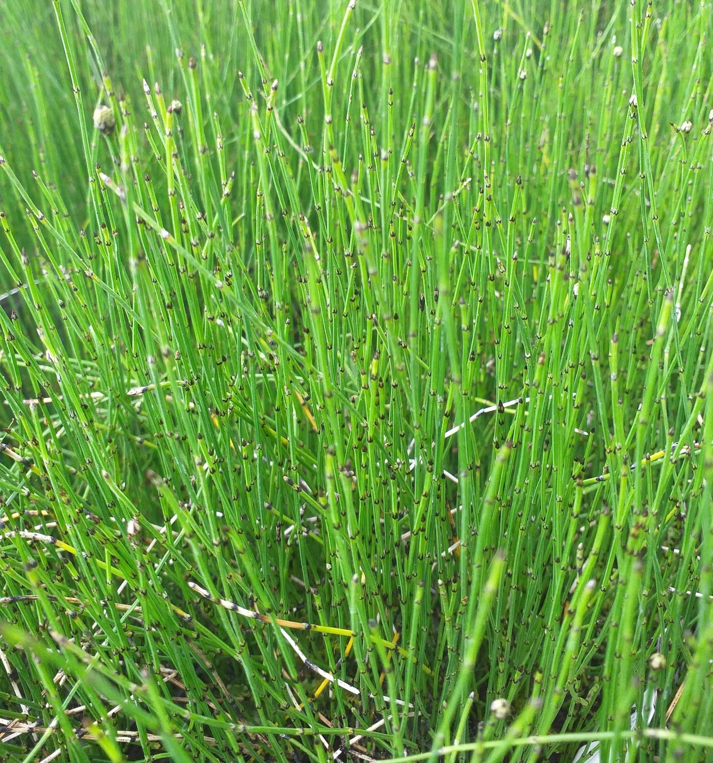 Equisetum scirpoides (Bushy horsetail) - MP037 Packs