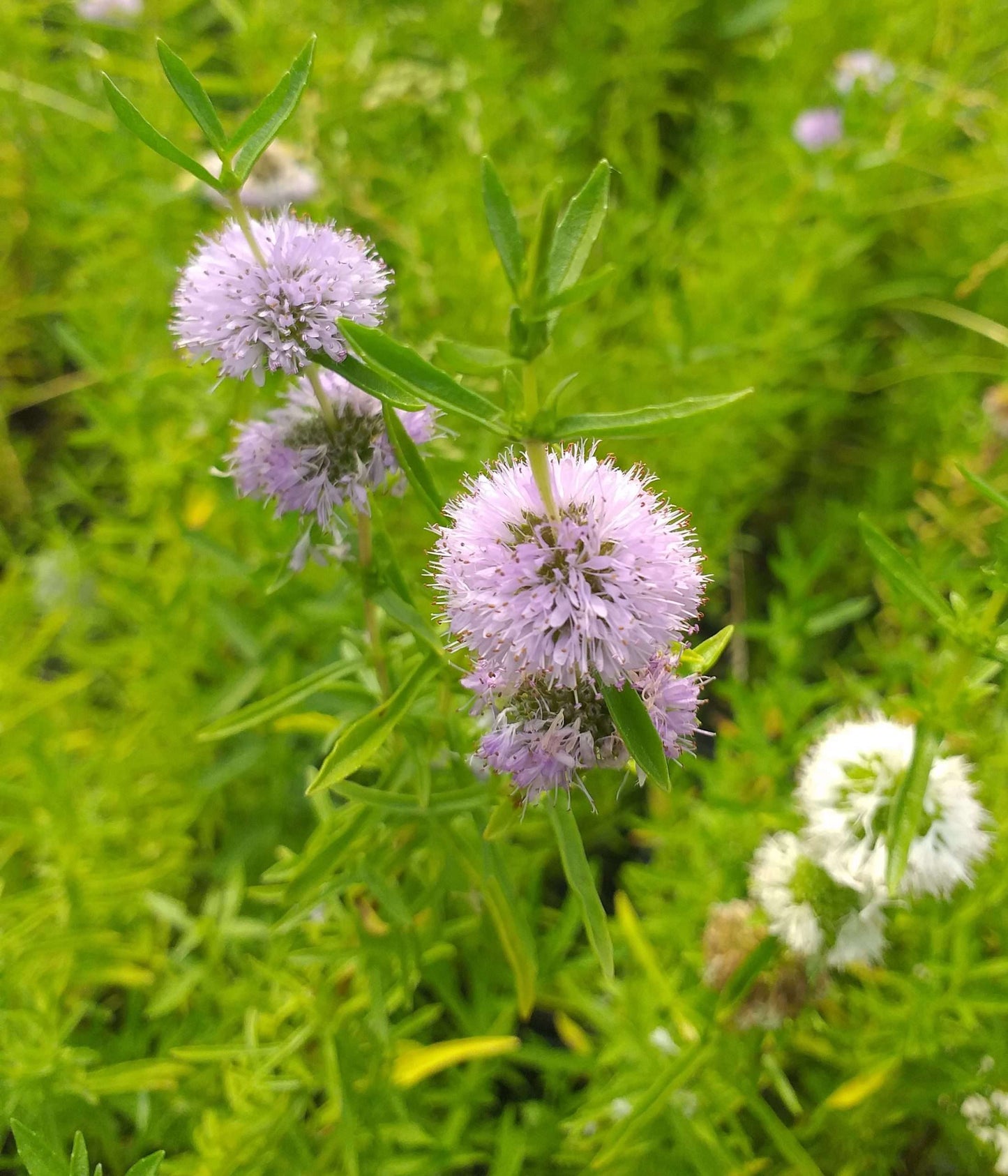 Mentha aquatica (Water mint) - Marginal Pond Plants - MP076