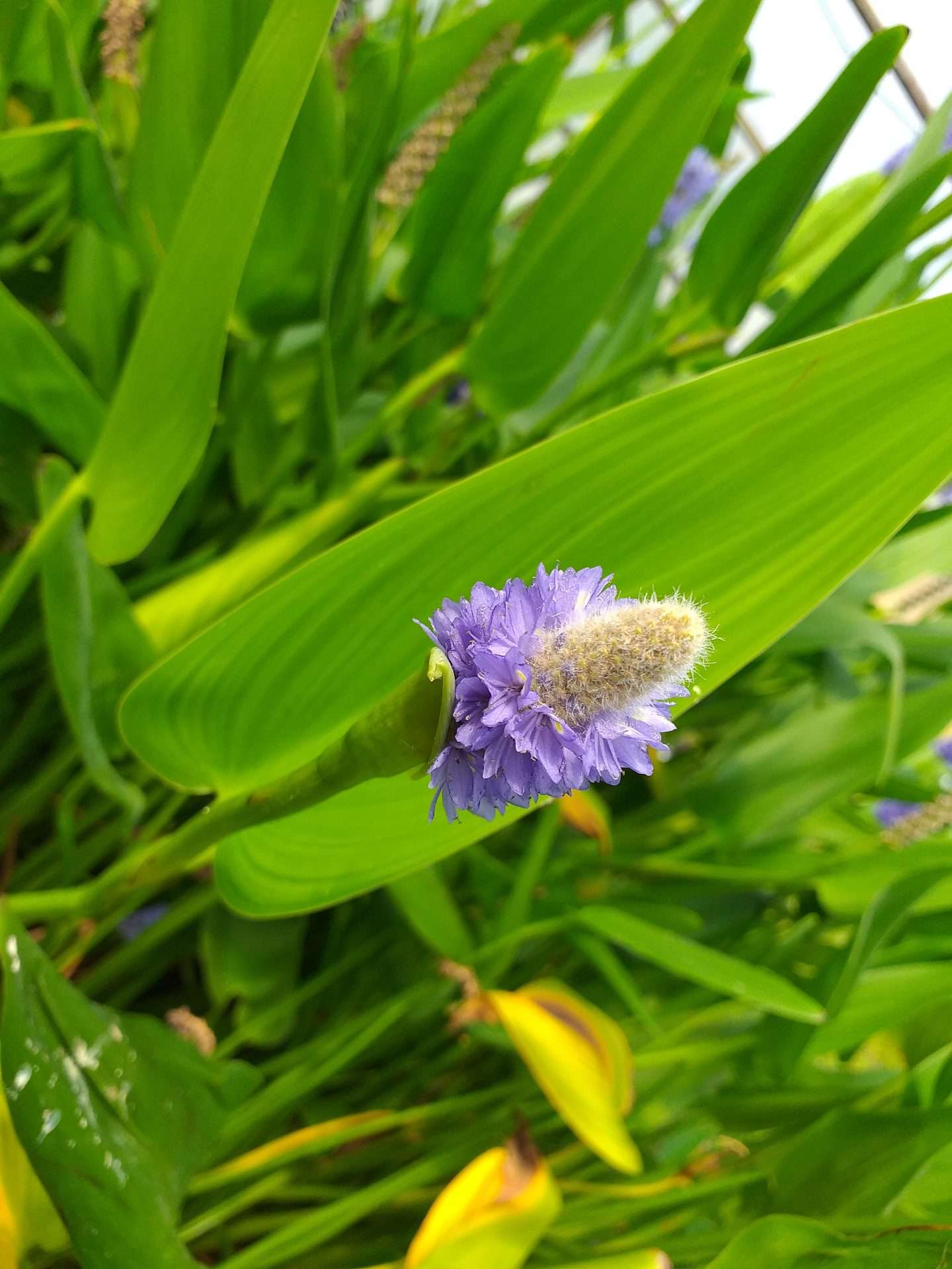 Pontederia cordata lanceolata (Giant Pickerel Weed) - Marginal Pond Plants - MP095