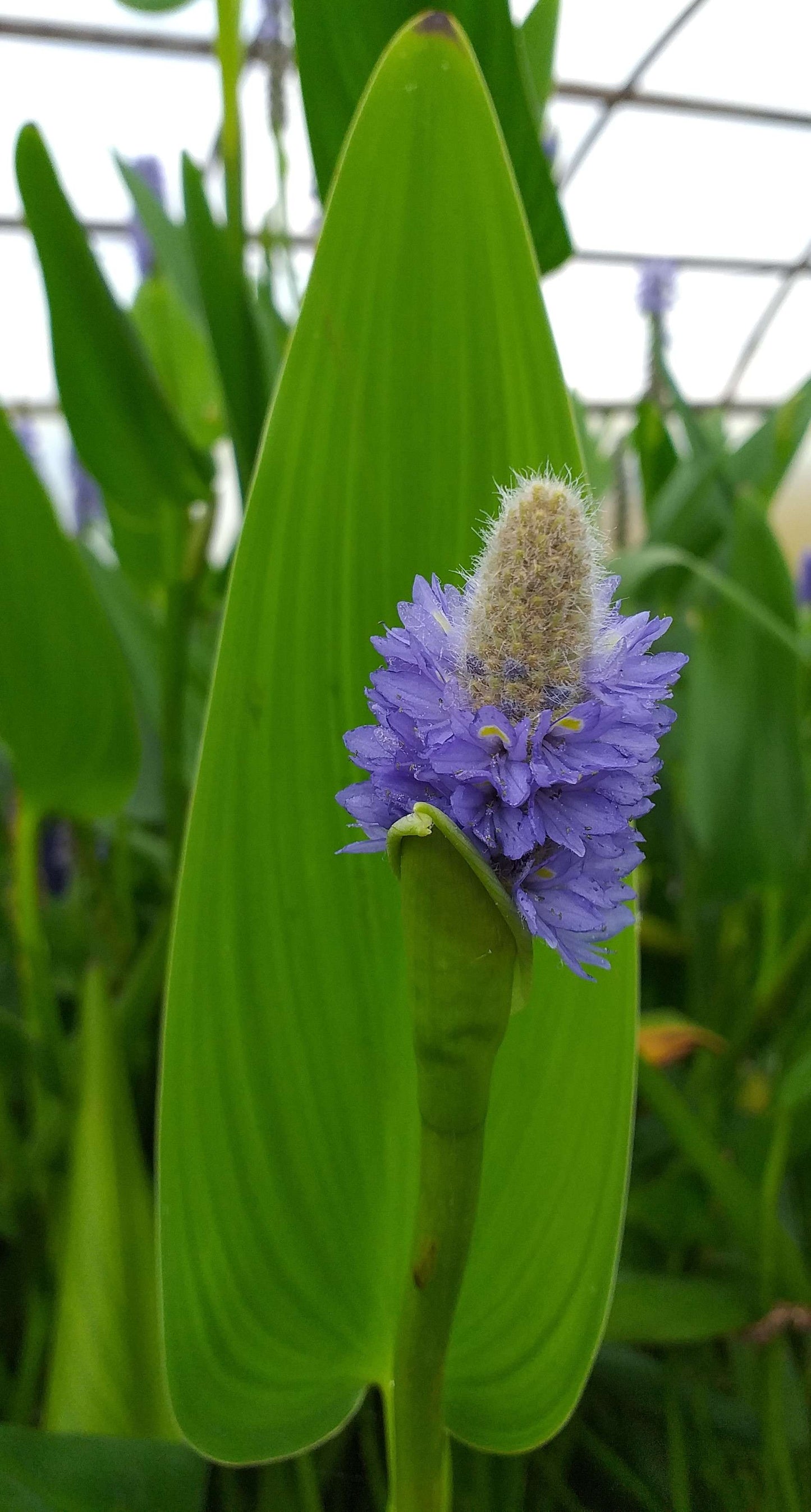 Pontederia cordata lanceolata (Giant Pickerel Weed) - Marginal Pond Plants - MP095