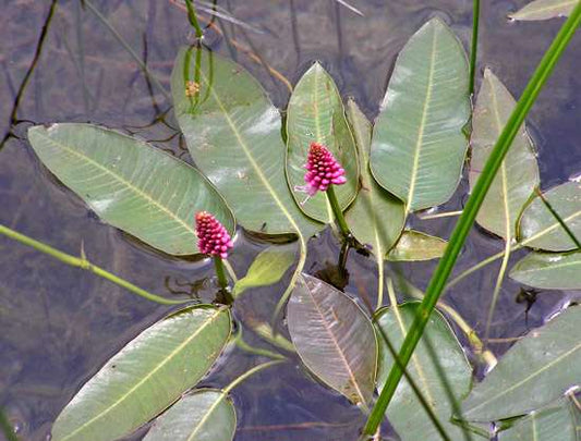 Persicaria amphibia (Amphibious bistort) - Marginal Pond Plants - MP088