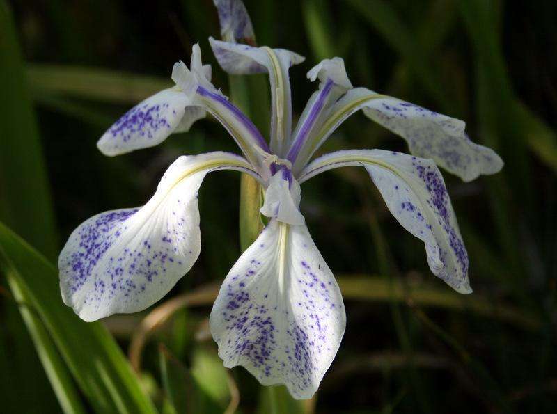 Iris laevigata 'Mottled Blue' - BP066 Packs