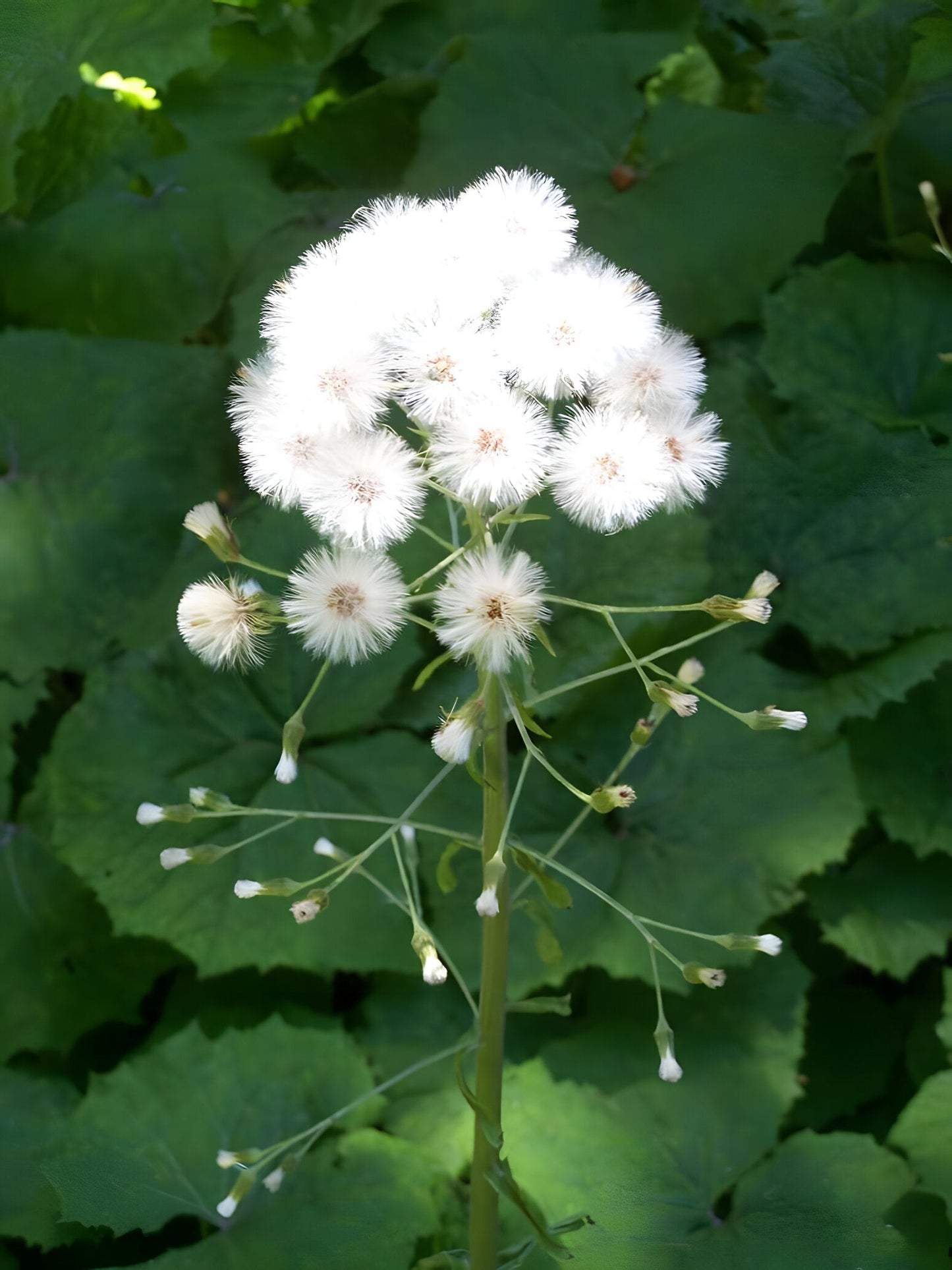 Petasites albus