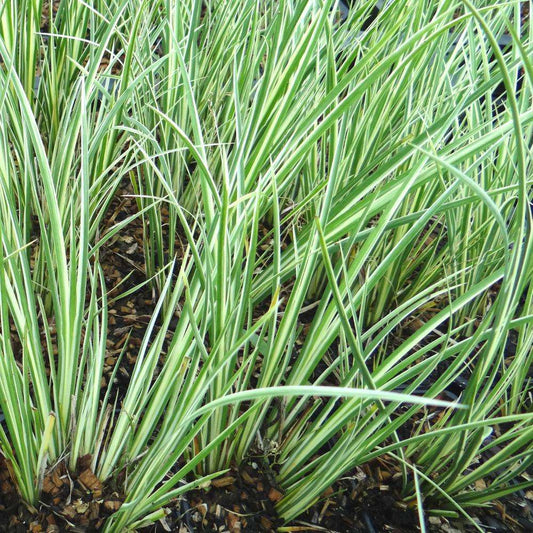 Acorus gramineus Argenteostriatus - Marginal Pond Plants  - Pond Plants - Water Plants - MP003A