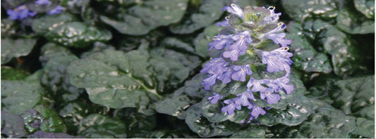 Ajuga pyramidalis 'Metallica Crispa' - Marginal Pond Plants - BP002
