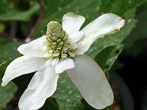 Anemopsis californica