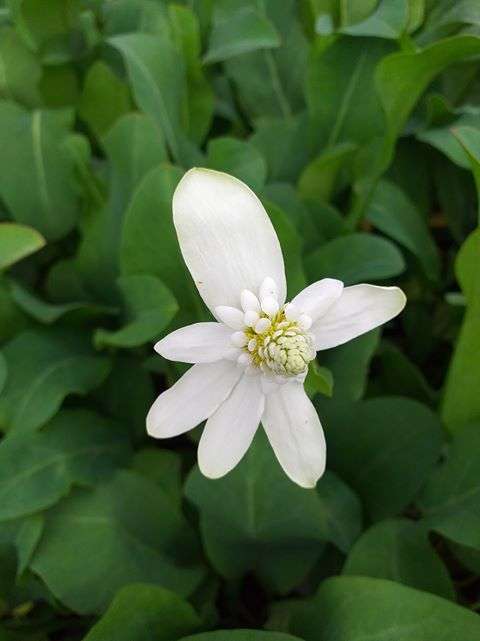Anemonopsis californica (Apache beads) - Marginal Pond Plants - MP009