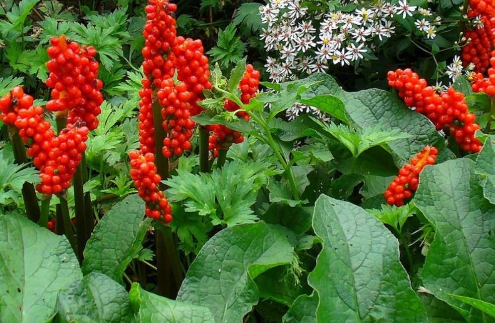 Arum italicum - Marginal Pond Plants - BP009