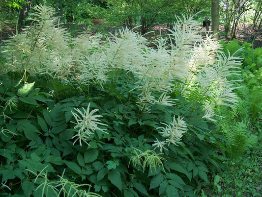 Aruncus dioicus - Marginal Pond Plants - BP010