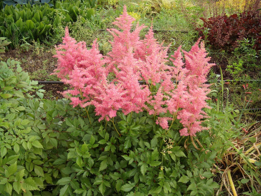 Astilbe Salmon Pink (strassenfeder) - Marginal Pond Plants - BP015A