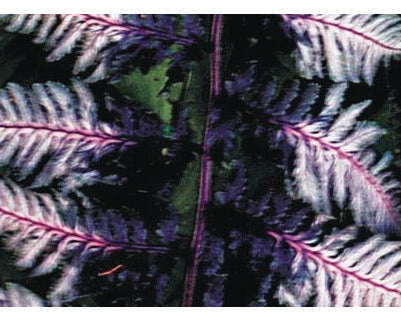 Athyrium Niponicum 'Ursulas Red' - Marginal Pond Plants - BP018