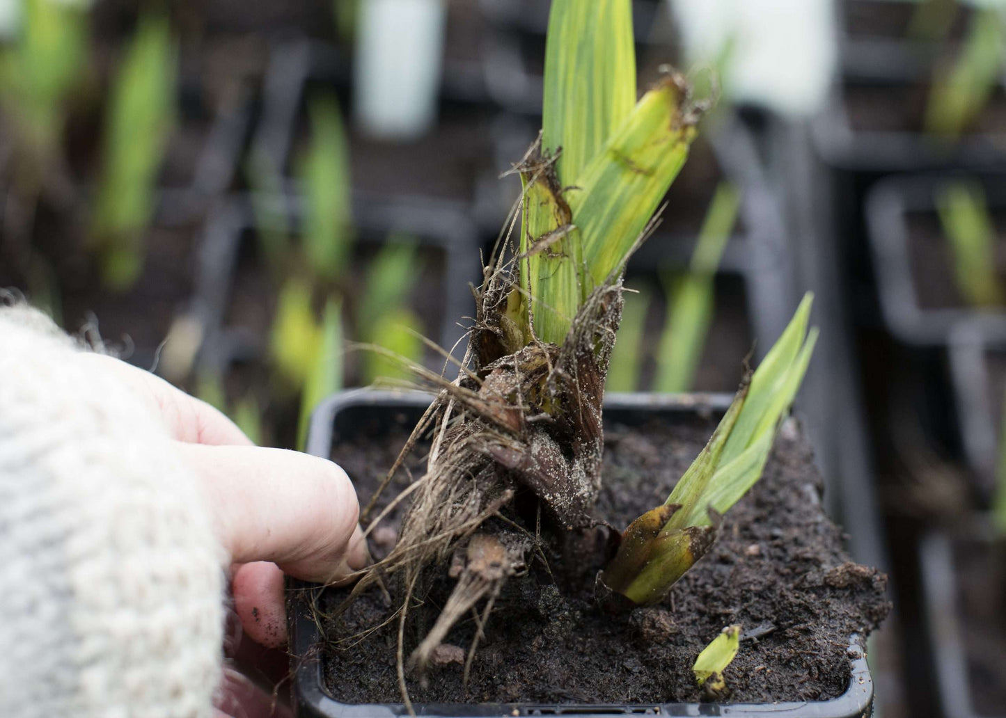 Iris pseudacorus 'Berlin Tiger' - Marginal Pond Plants - MP059