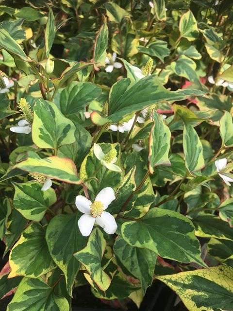 Houttuynia cordata 'Boo Boo' - MP043 Packs