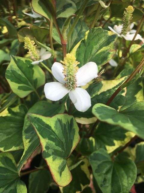 Houttuynia cordata 'Boo Boo' - MP043 Packs