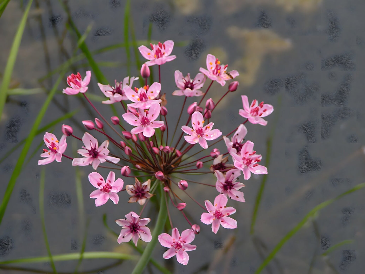 Butomus umbellatus (Bargain)