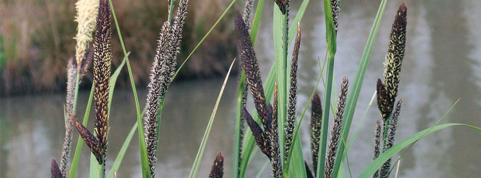 Carex Acutiformis (Slender sedge) - Marginal Pond Plants - MP021