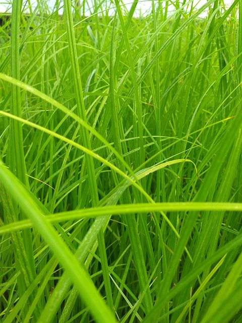 Carex riparia (Greater pond sedge) - Marginal Pond Plants - MP027
