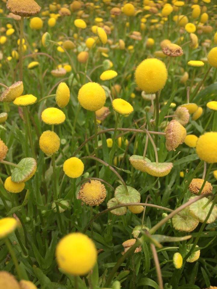 Cotula coronopifolia (Brass buttons) - Marginal Pond Plants - MP028