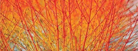 Cornus Sanguinea (Midwinter Fire) - Marginal Pond Plants - BP028
